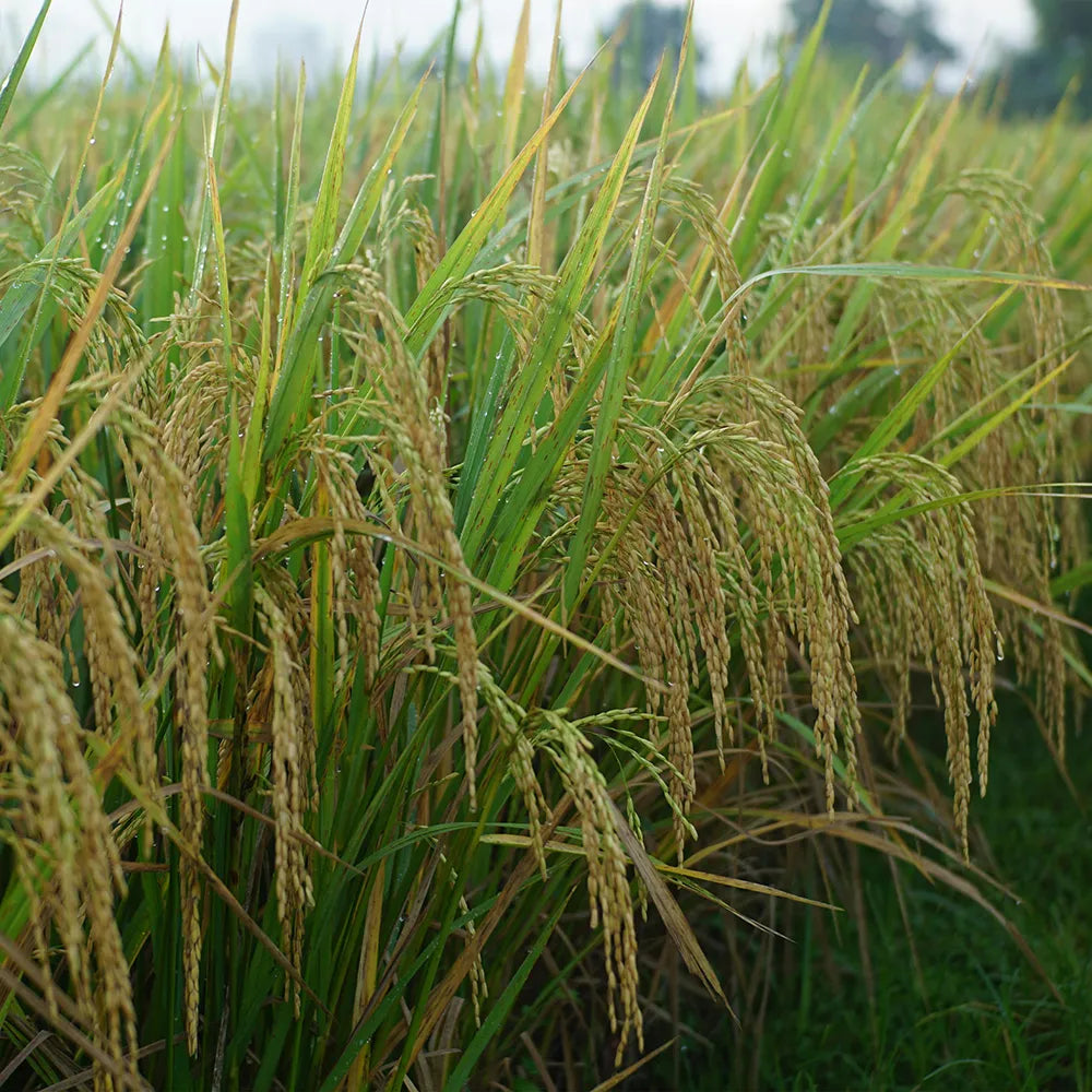 Naturreis Bio