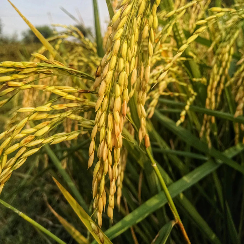 Parboiled Reis Bio