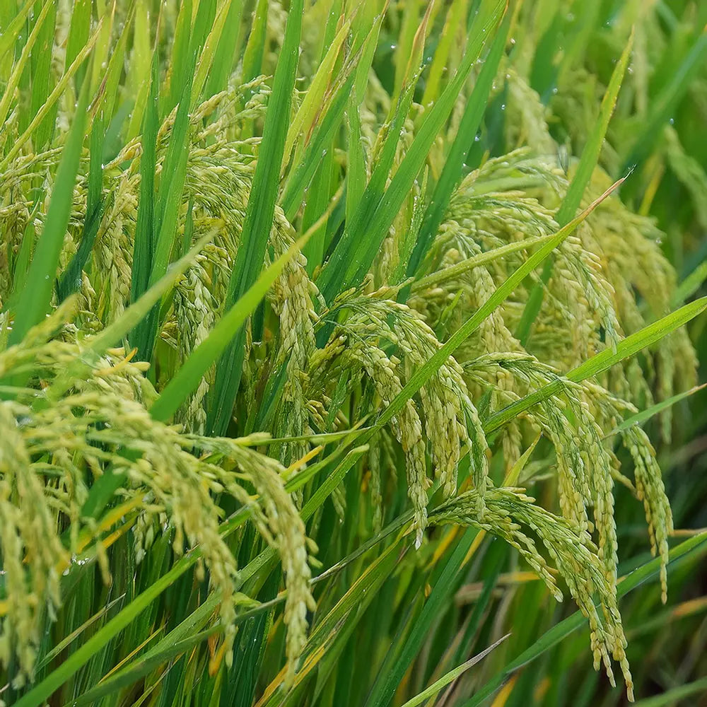 Milchreis Bio