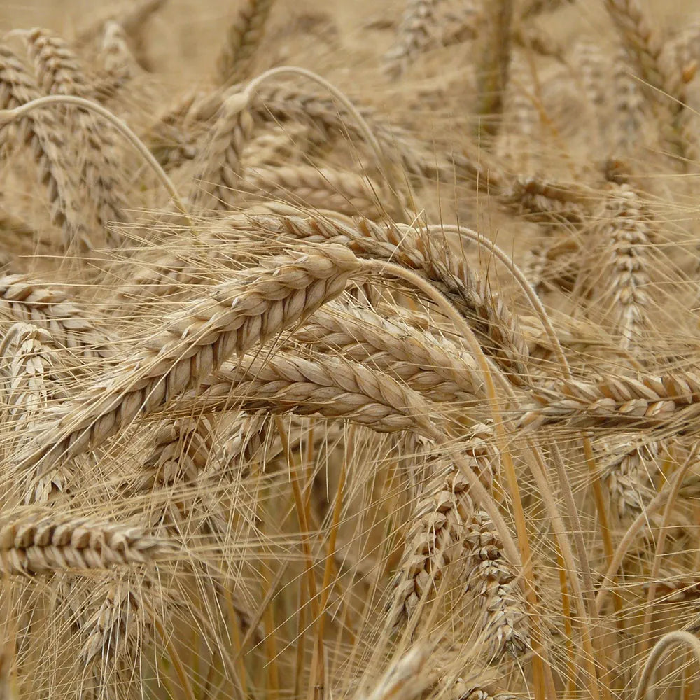 Couscous Naturland