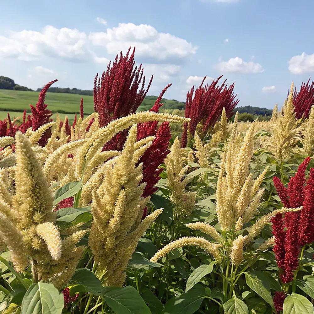 Amaranth Bio