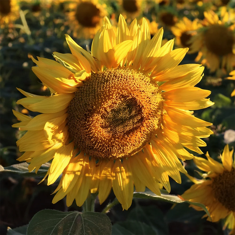 Sonnenblumenkerne Bio