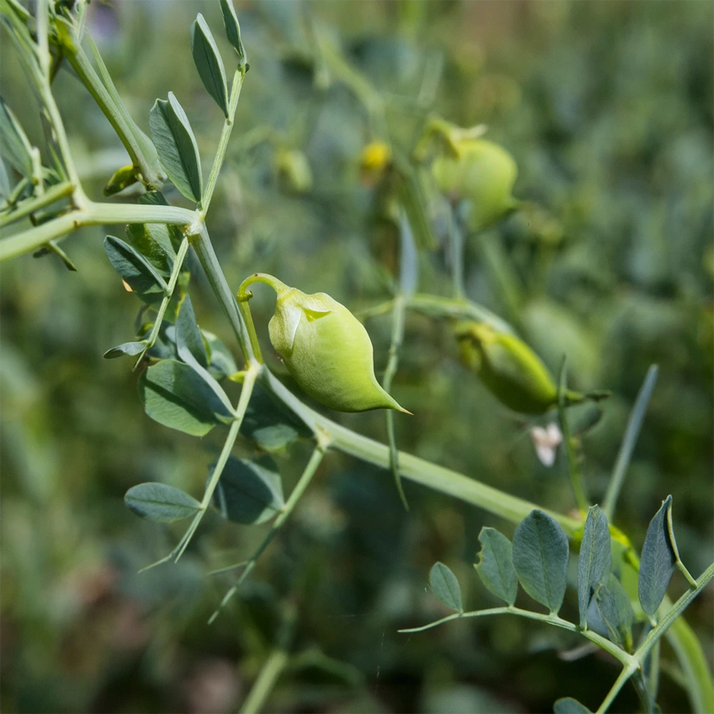 Berglinsen Bio