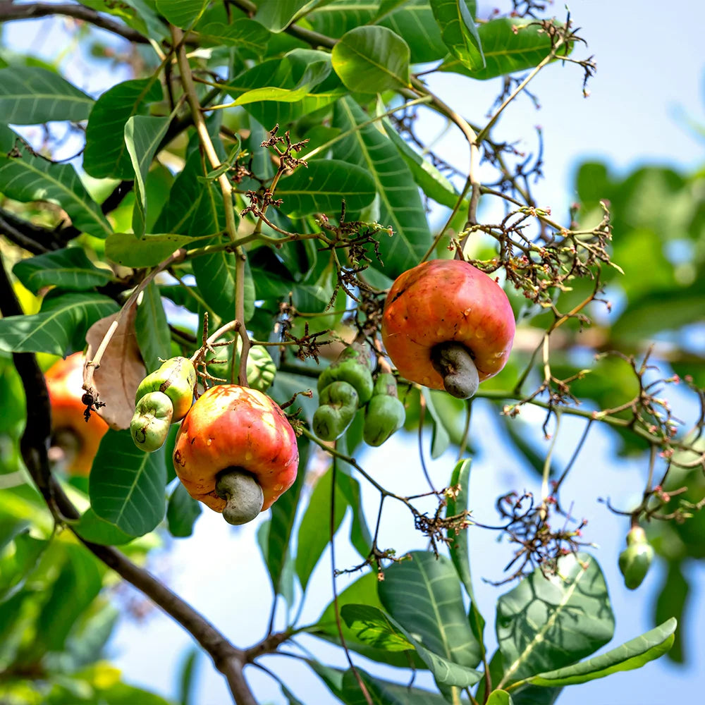 Cashewkerne Bio