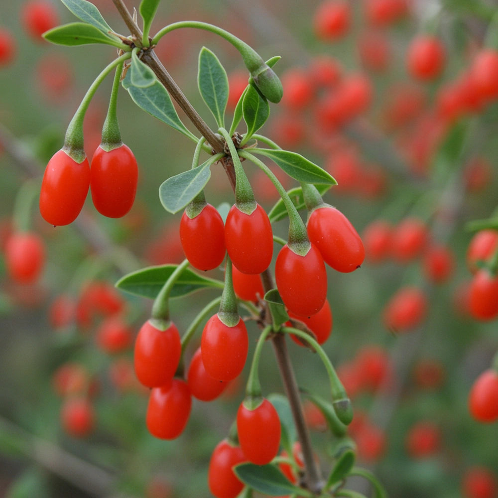 Goji-Beeren Bio