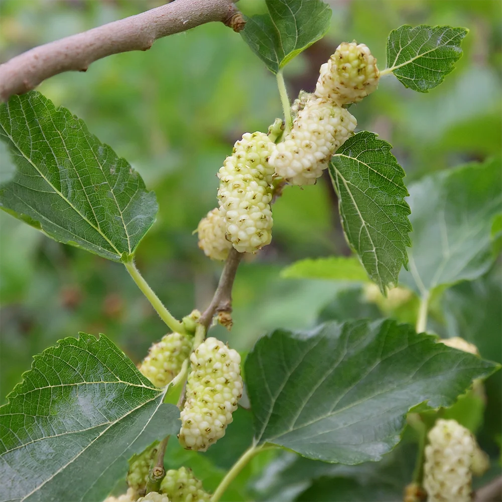 Maulbeeren Bio