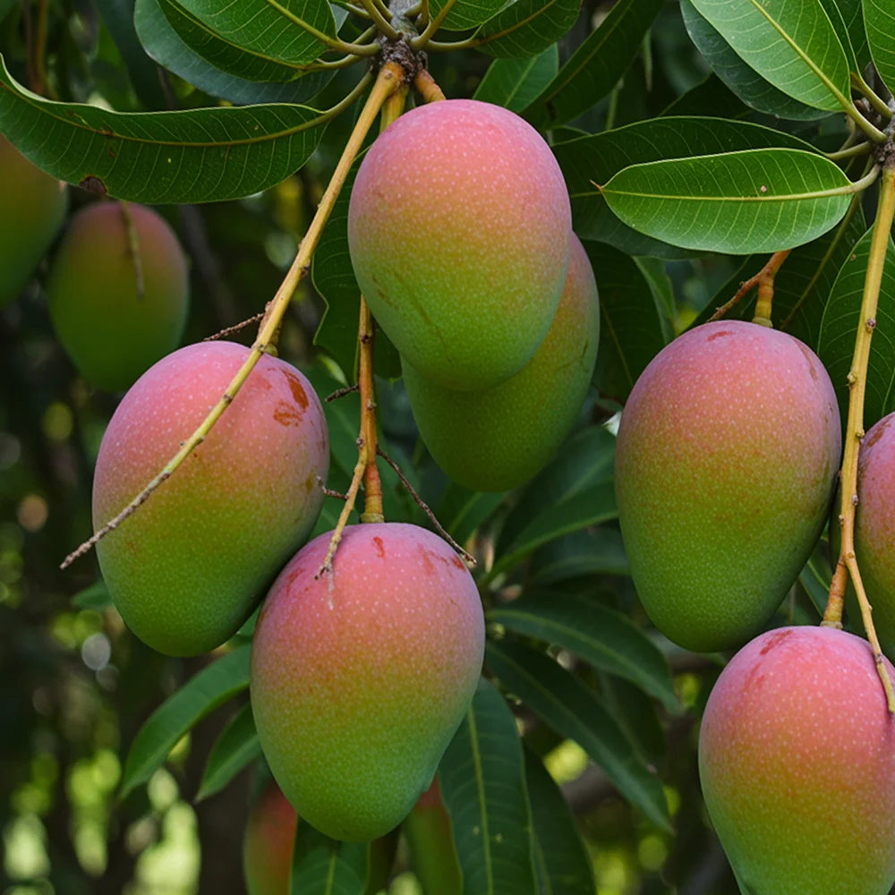 Mangoscheiben Bio