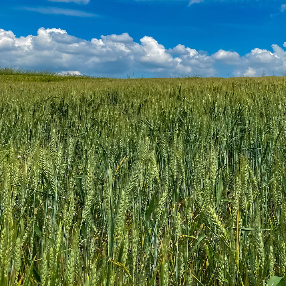Bulgur Bio