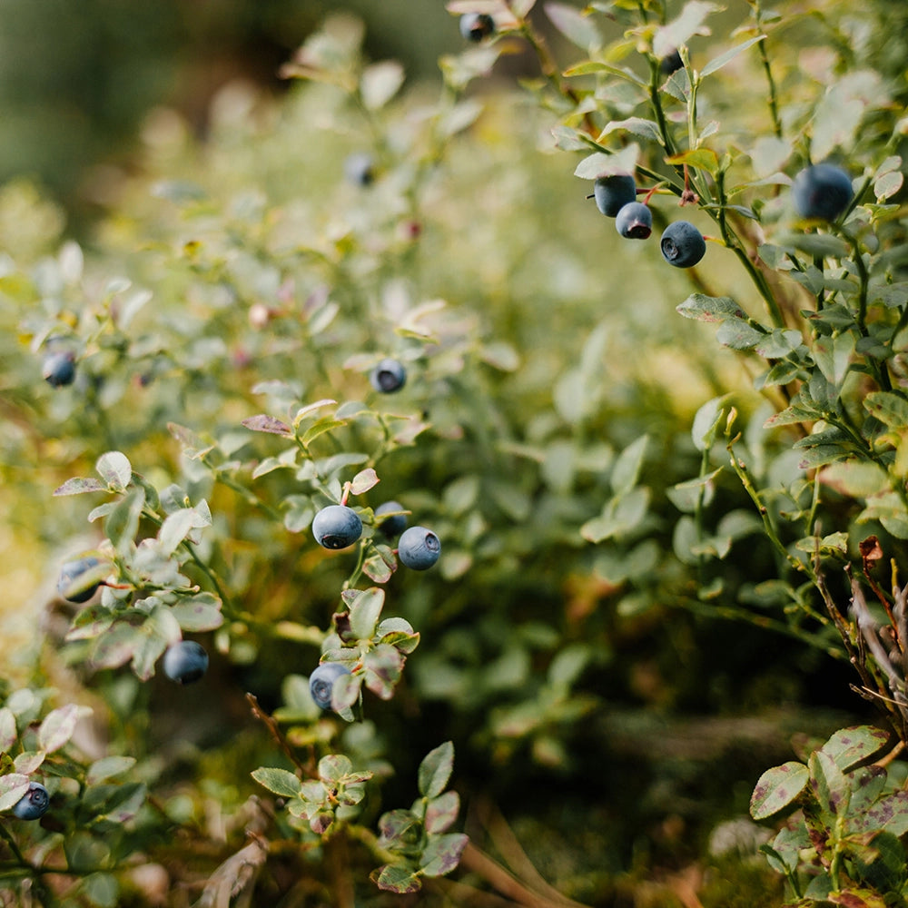 Heidelbeeren, gefriergetr. Bio