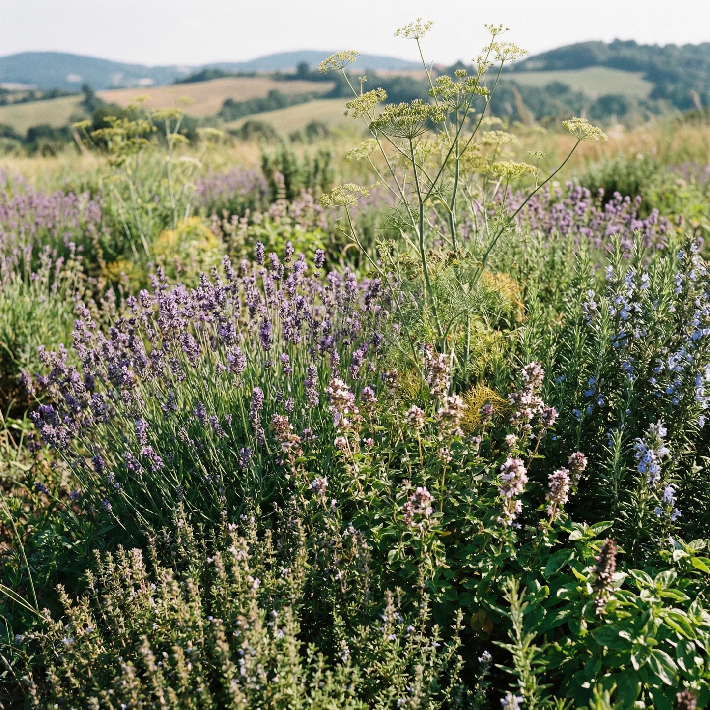 Kräuter der Provence Bio