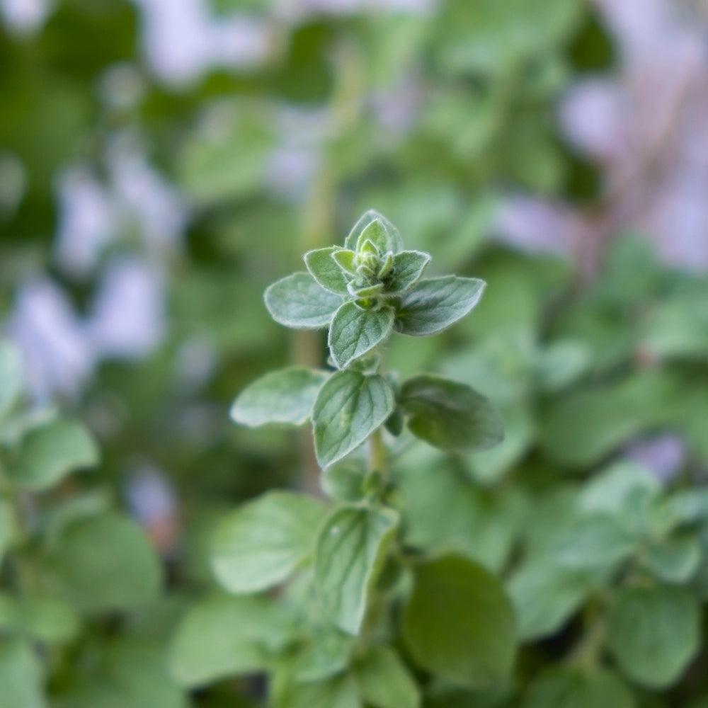 Oregano Bio