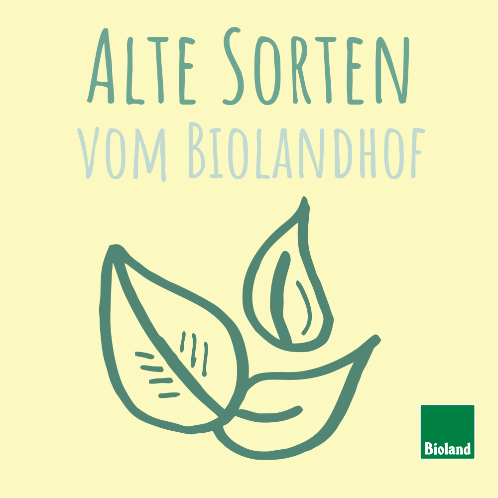 Alte Sorten vom Biolandhofe 3 grüne Blätter